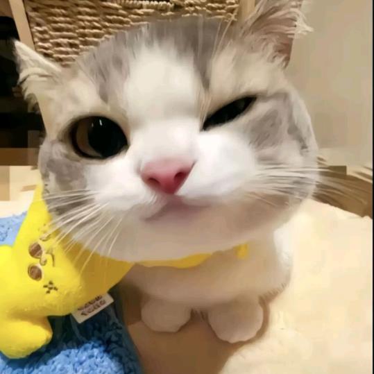 猫meme小萌新