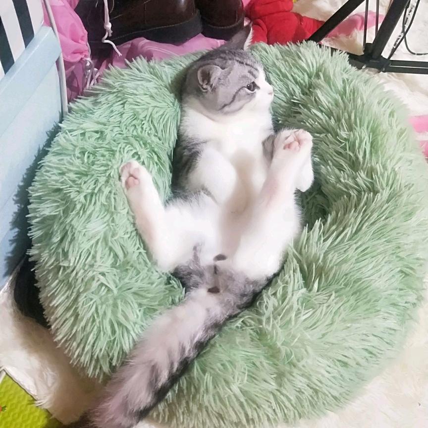 洋洋过海