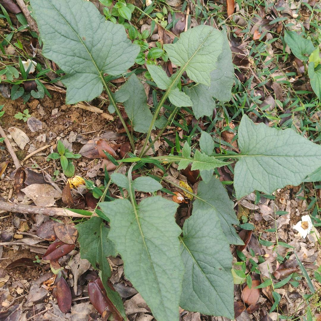 ঞ᭄浪迹天涯꧔ꦿ࿐