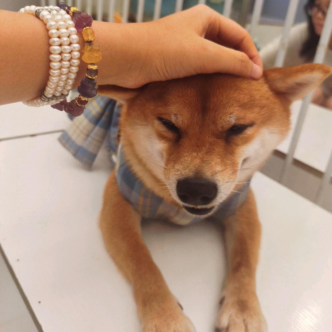 睡懒狗宝藏屋