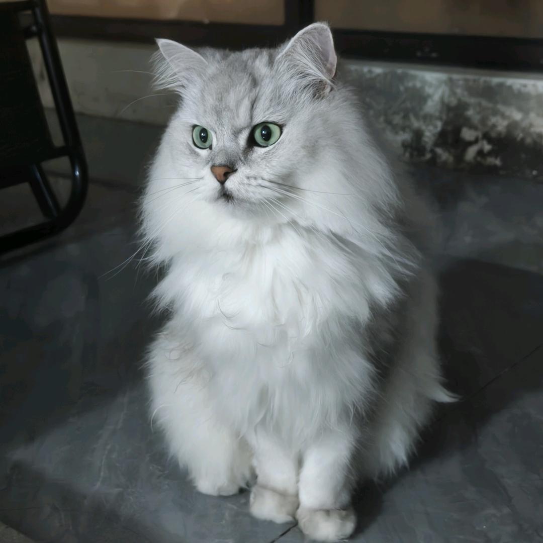 无极聖母后土王母女娲羲和常曦望舒嫦娥太阴