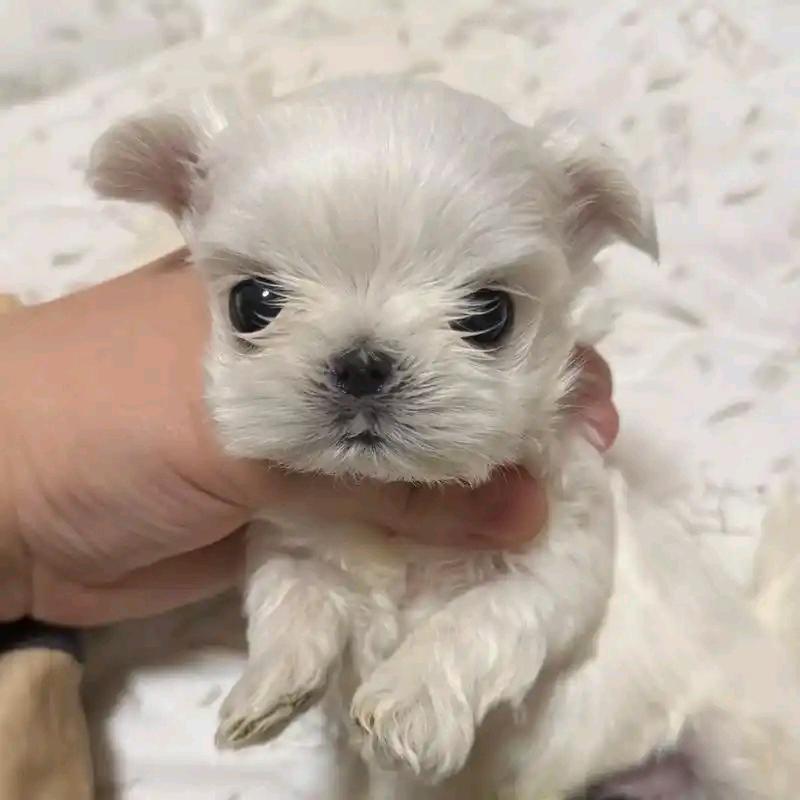 美辰犬舍