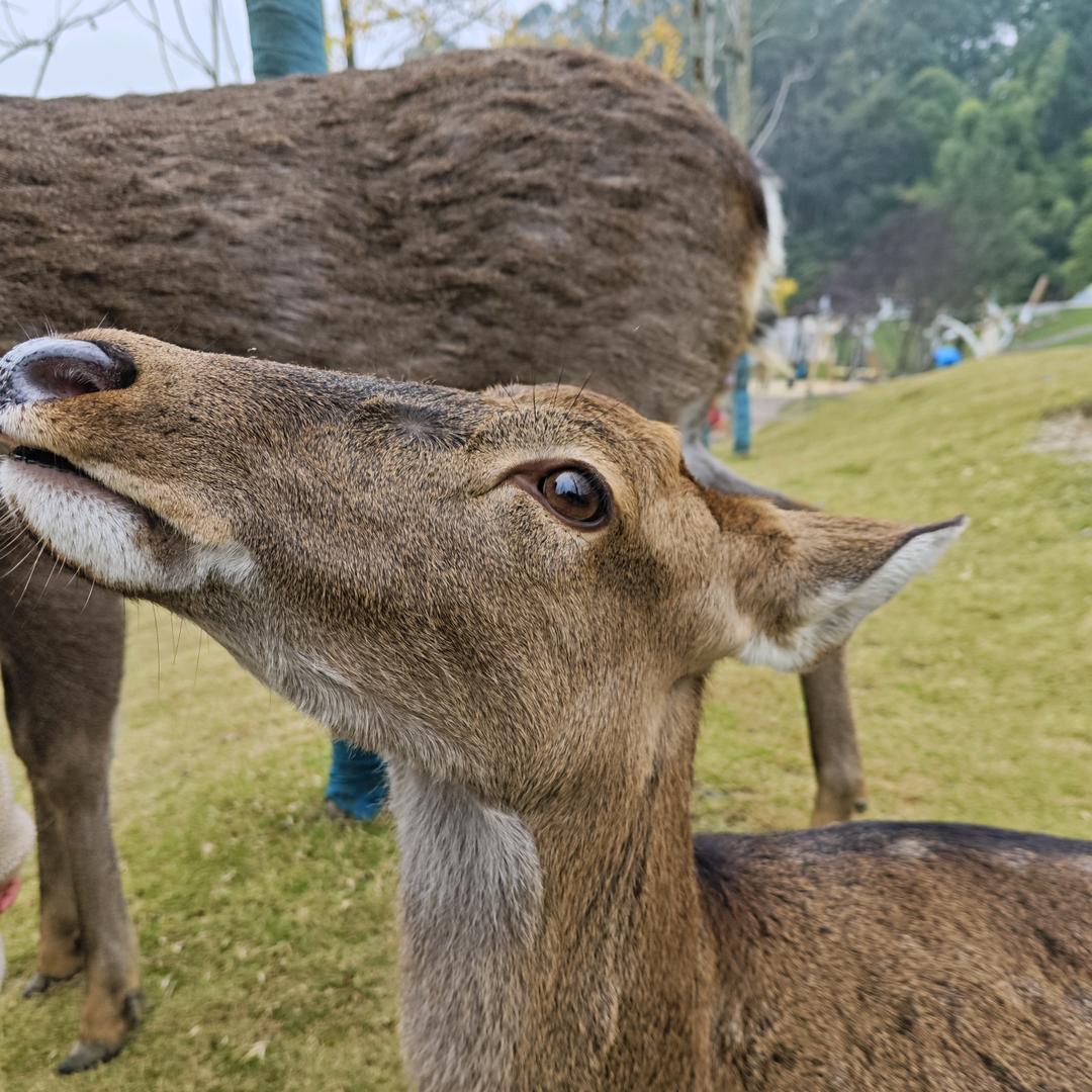 米小鸭好物甄选阁