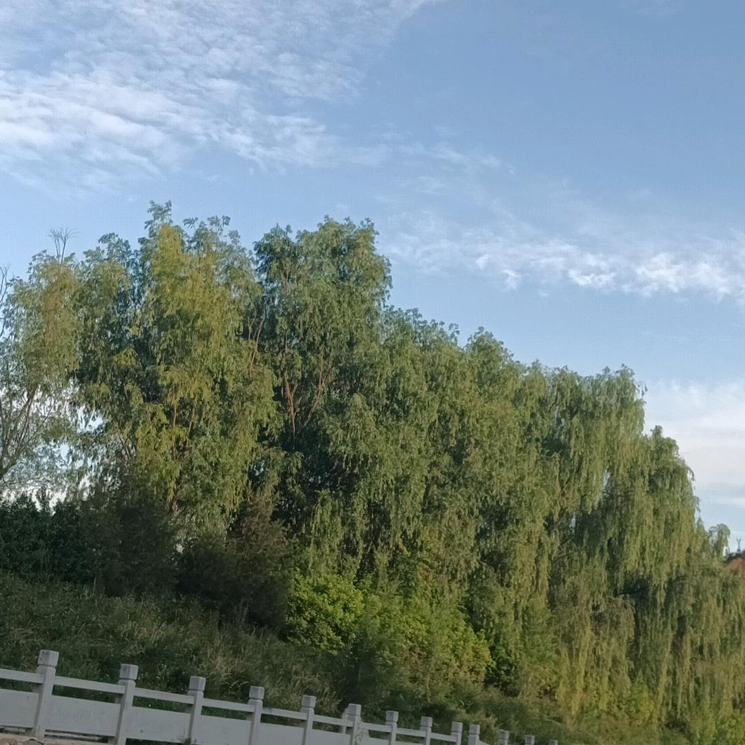 保兴审车