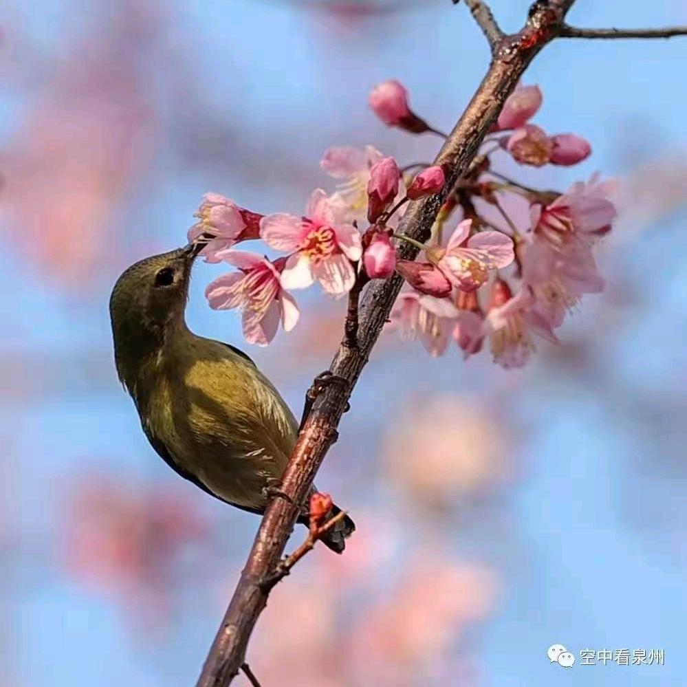 红玉