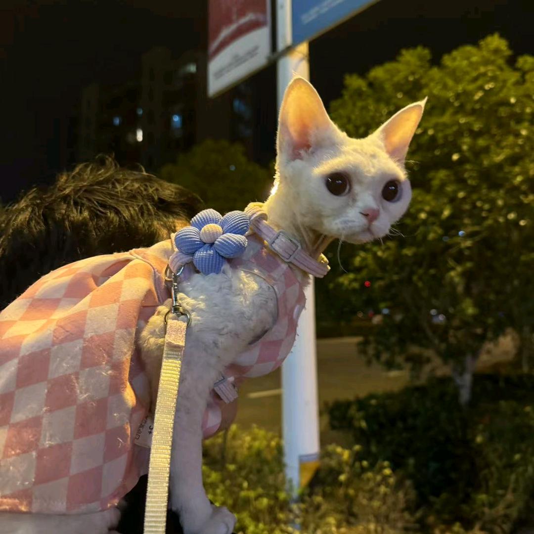 正月十八