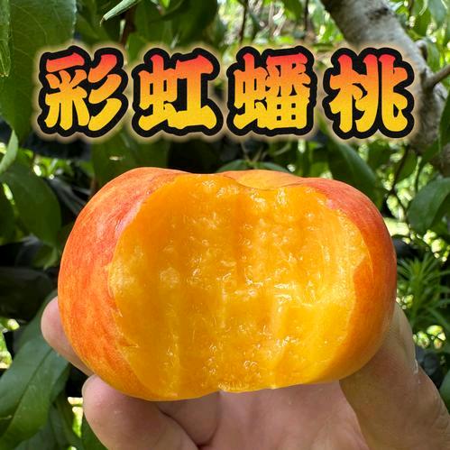 🍑彩虹油蟠桃黄桃产地直销（万能）