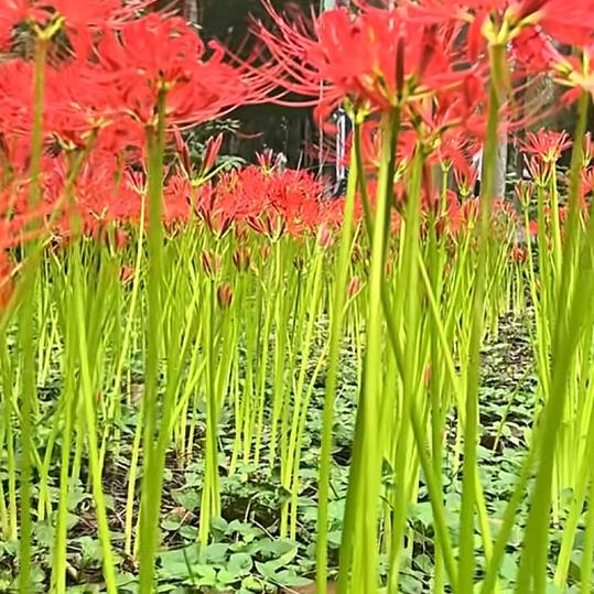 蔓珠莎华