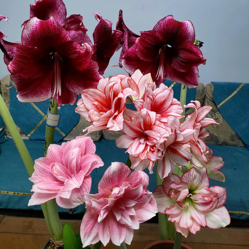 栋先生的花园