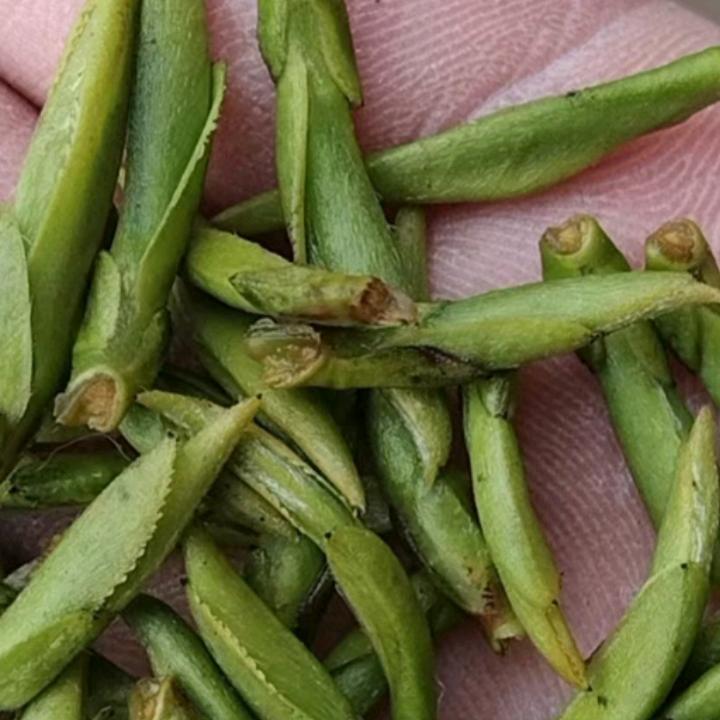 茗天下。风雨行   ！