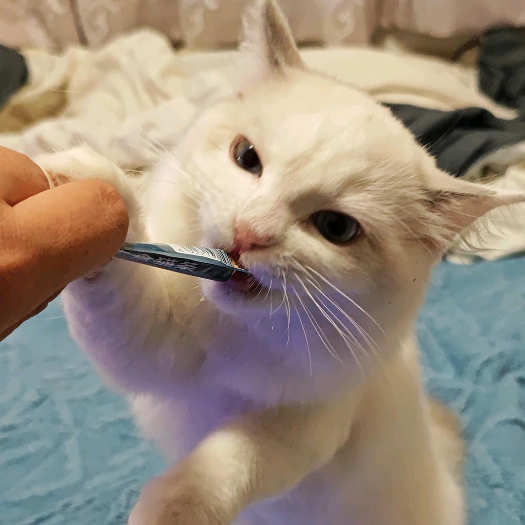 自古逢秋悲寂LIAO先生