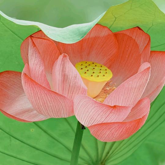 大千的花