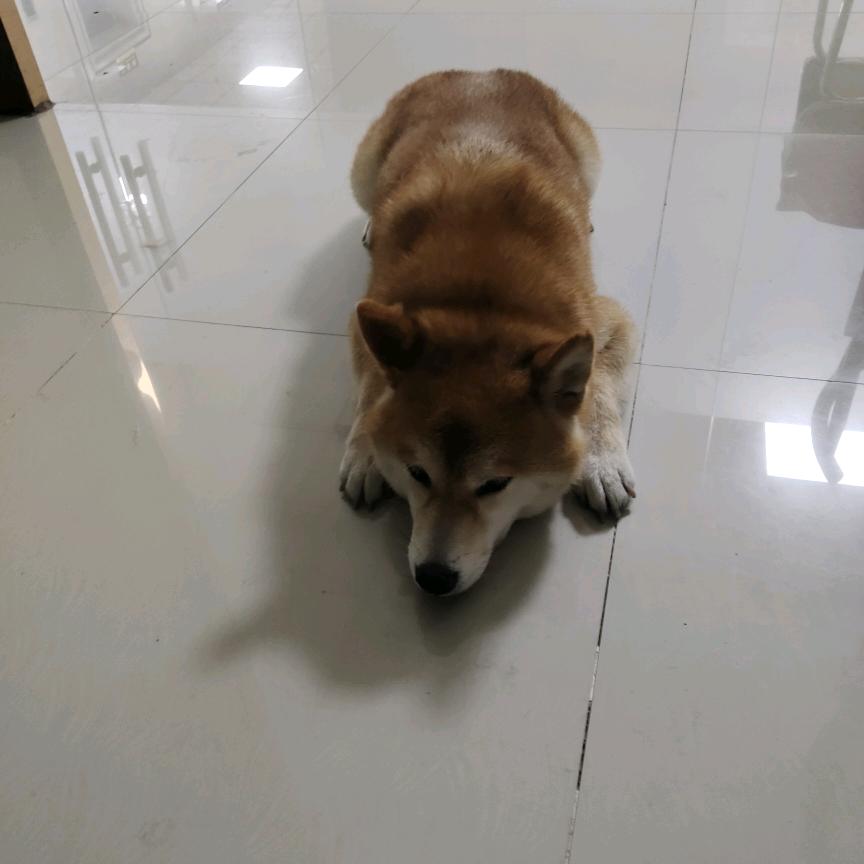 沈阳江白美食精选小铺