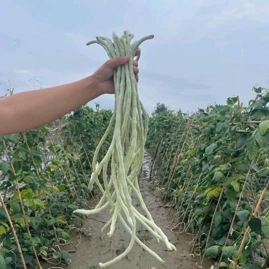 蔬菜老严