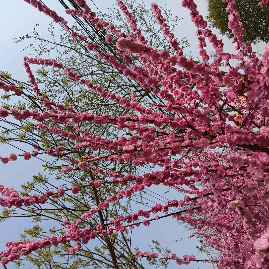 加贝莉