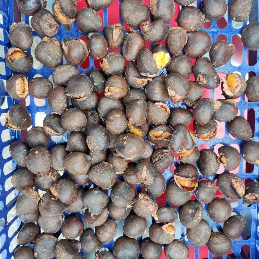 爆板栗🌰邹平首家