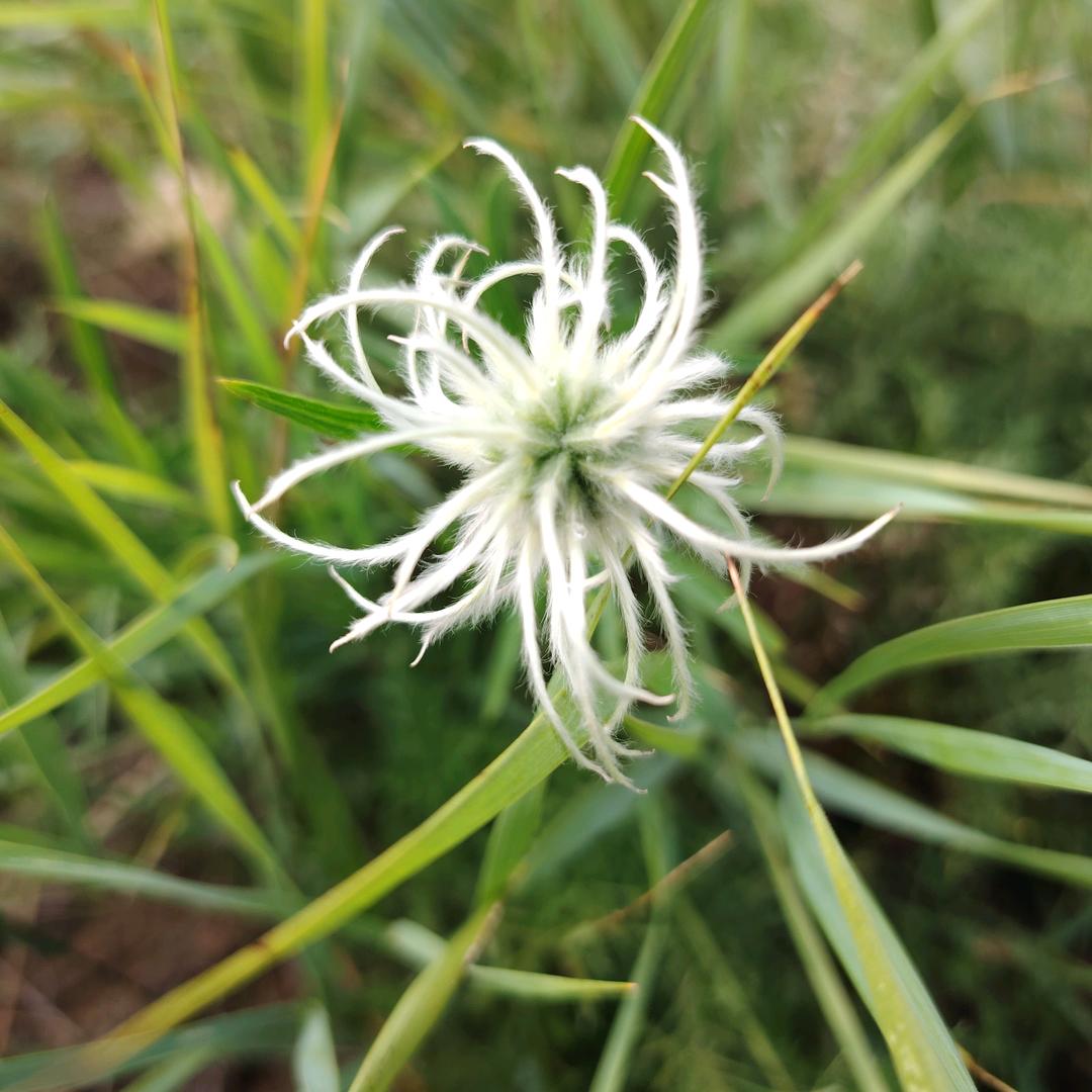 艾草