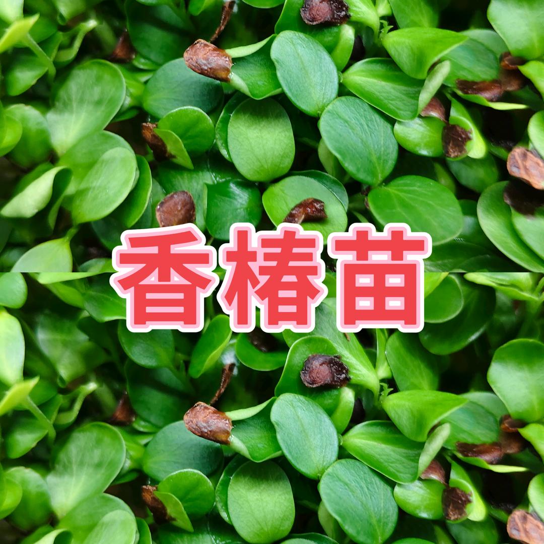 剑哥芽苗菜种植