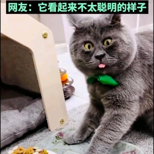我想养只宠物猫🐱