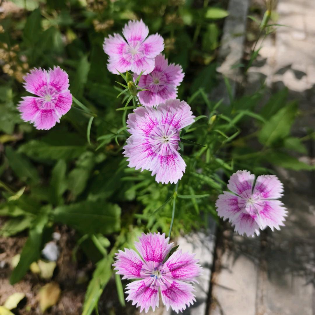 幸运草