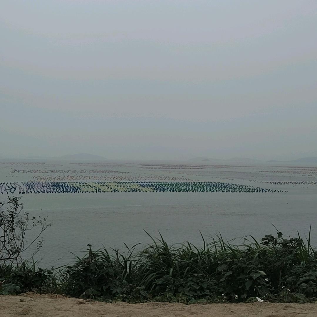 隔夜茶