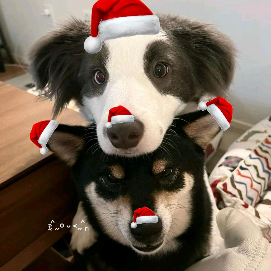 一颗祺鱼亚籽、