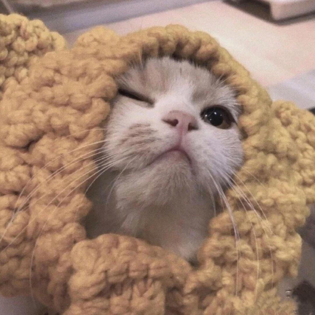 雲宝是人间理想.☁️（女友粉版）