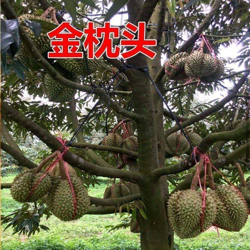 神秘小孩只看不刷