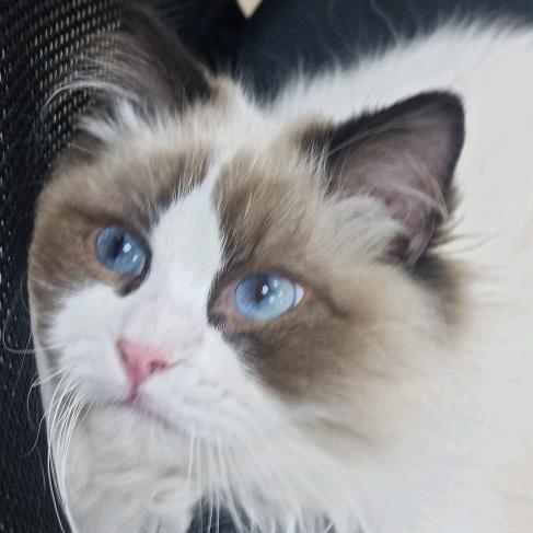 皮皮超爱吃ʕ •ᴥ•ʔ