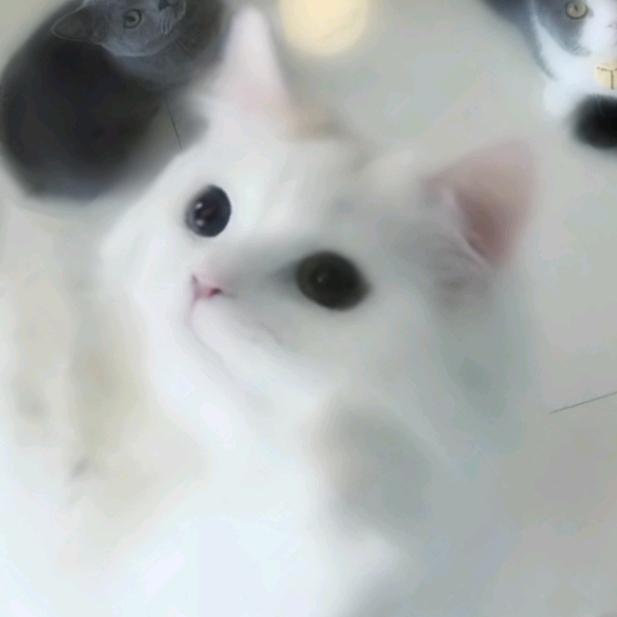 白白是只猫