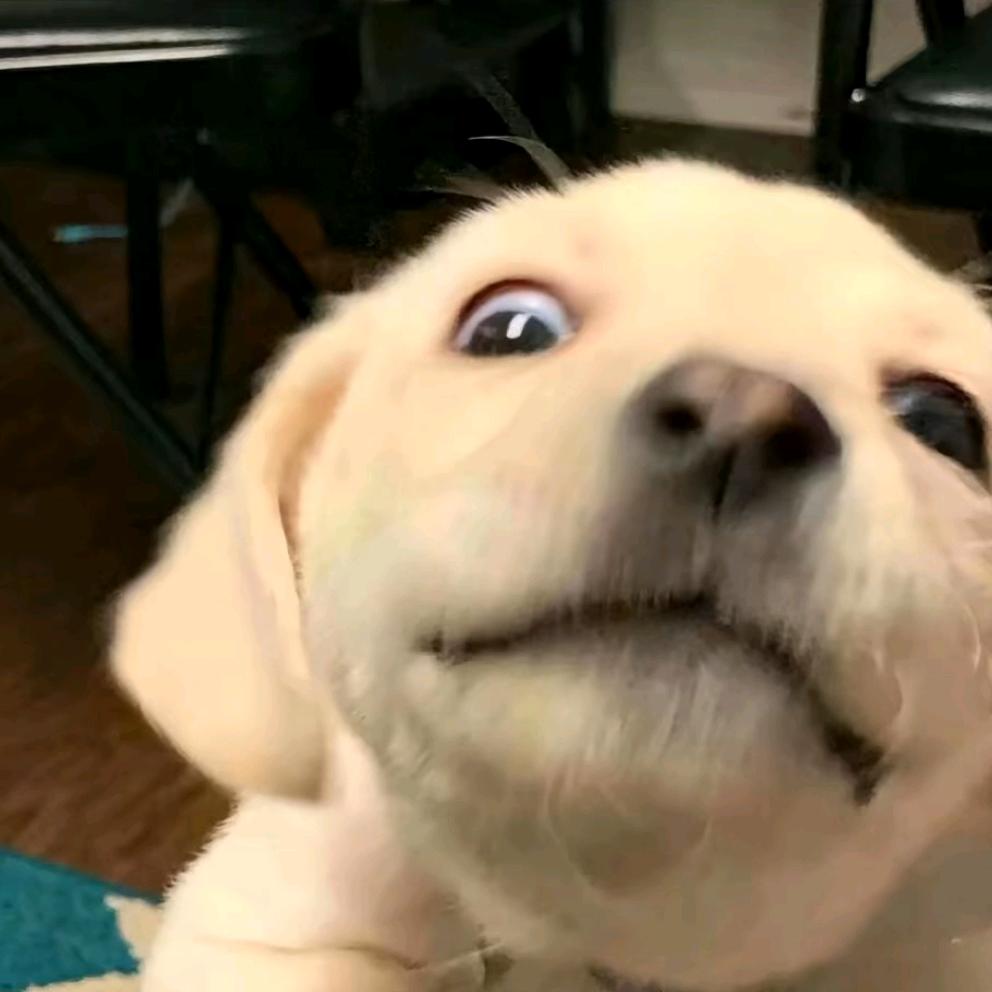 要嘎哈