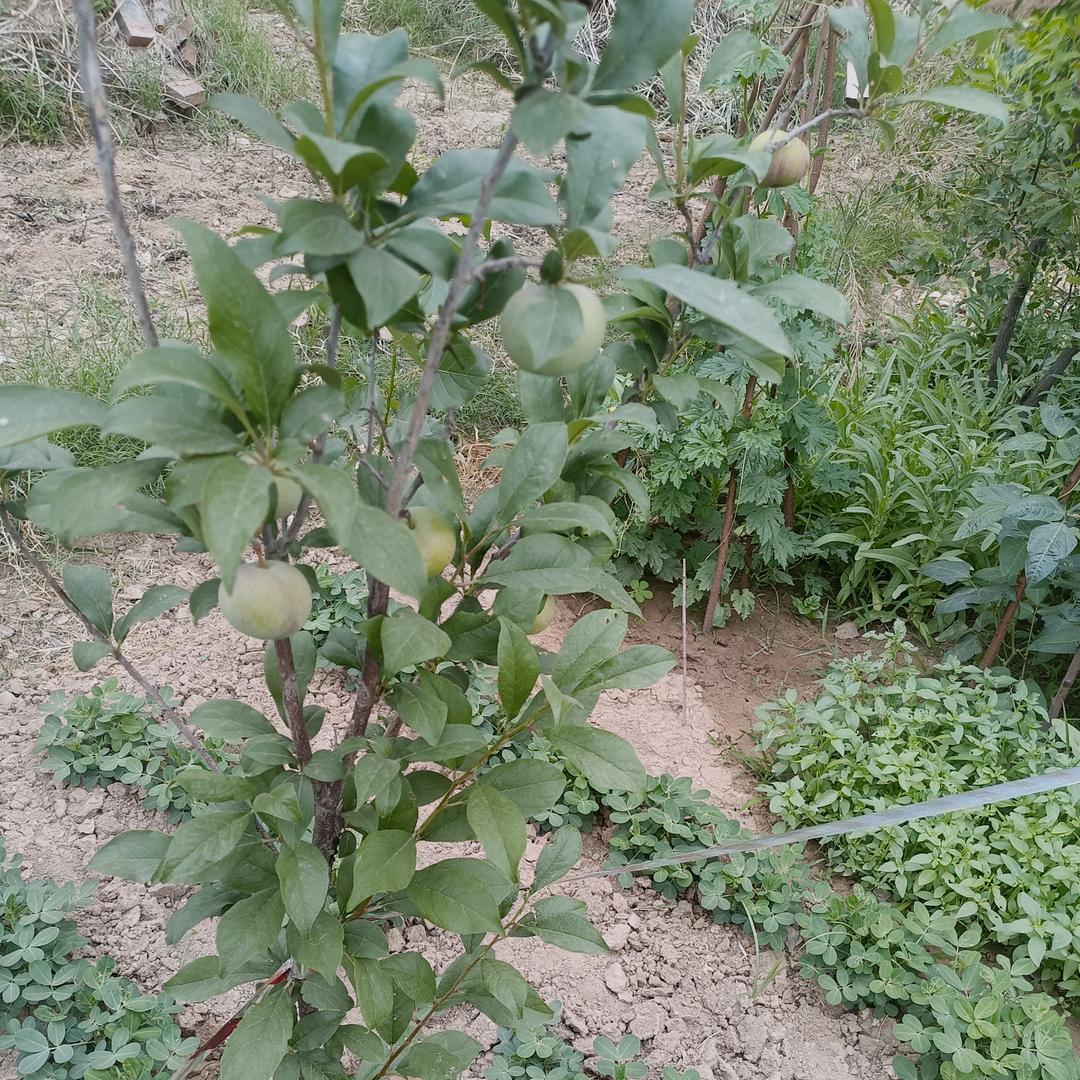 心里的苦ヽ(爱´∀‘爱)ノ自己知道