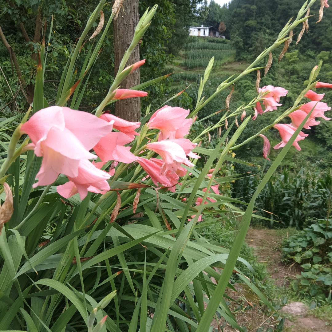 飞舞的秋叶（（拒绝私聊和连攒））