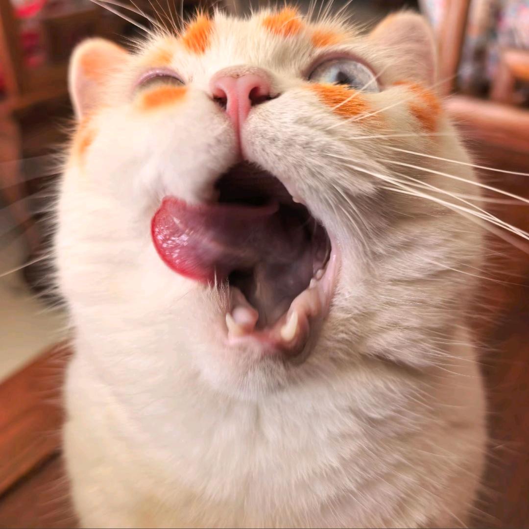 它们。　　　 🐾