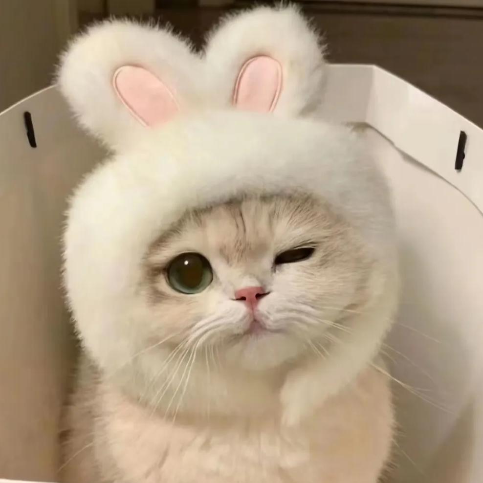 樱桃小完犊子cuixi