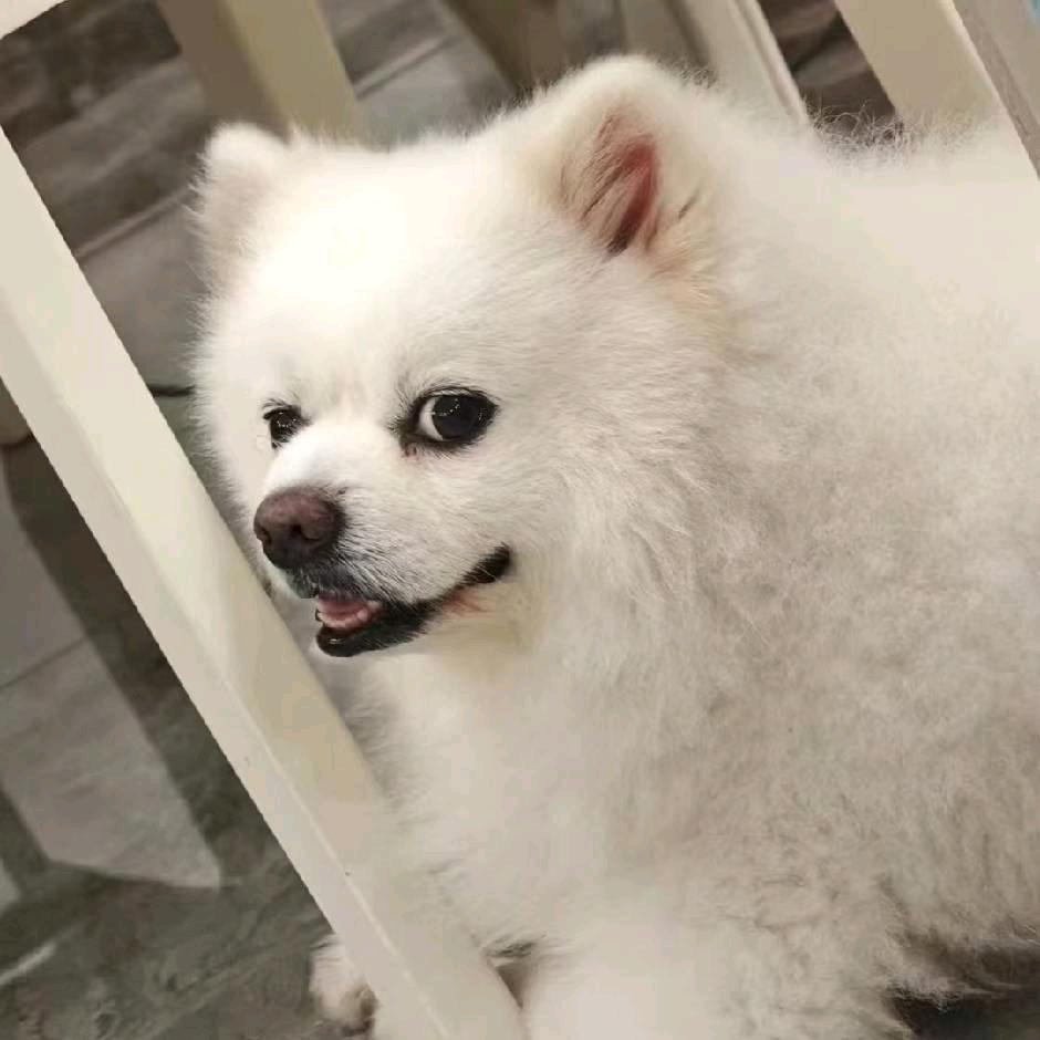玖十久