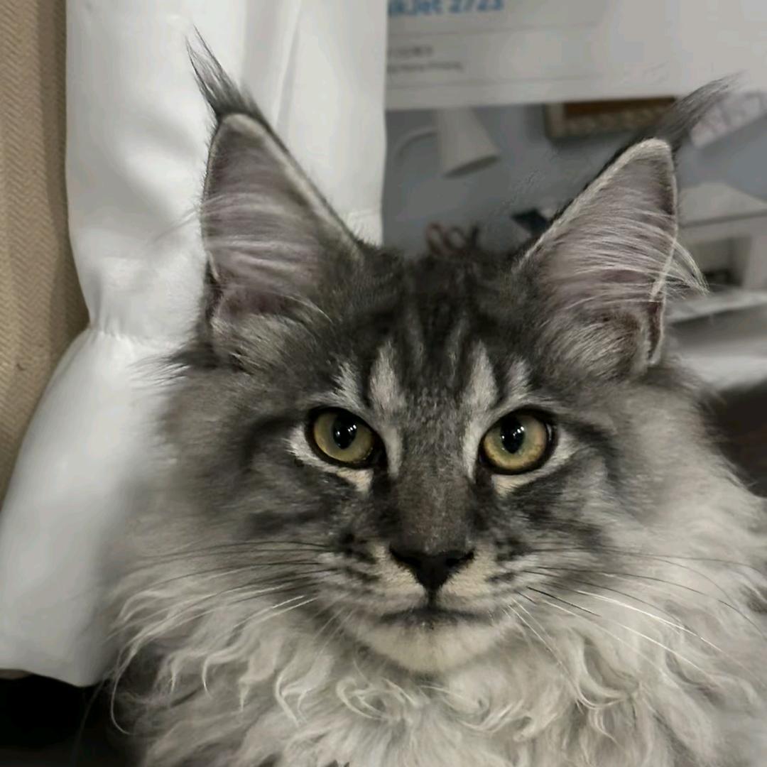 ken.