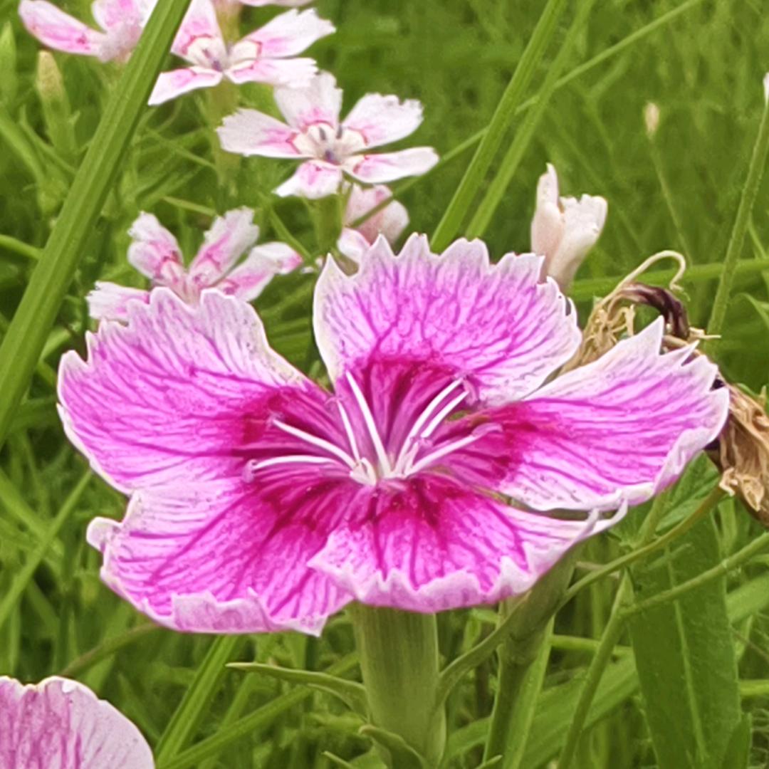 河北太子参种植❤️刘