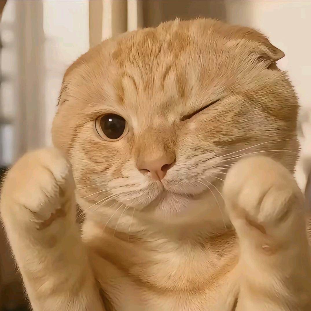 就爱扯犊子的不会扯犊子