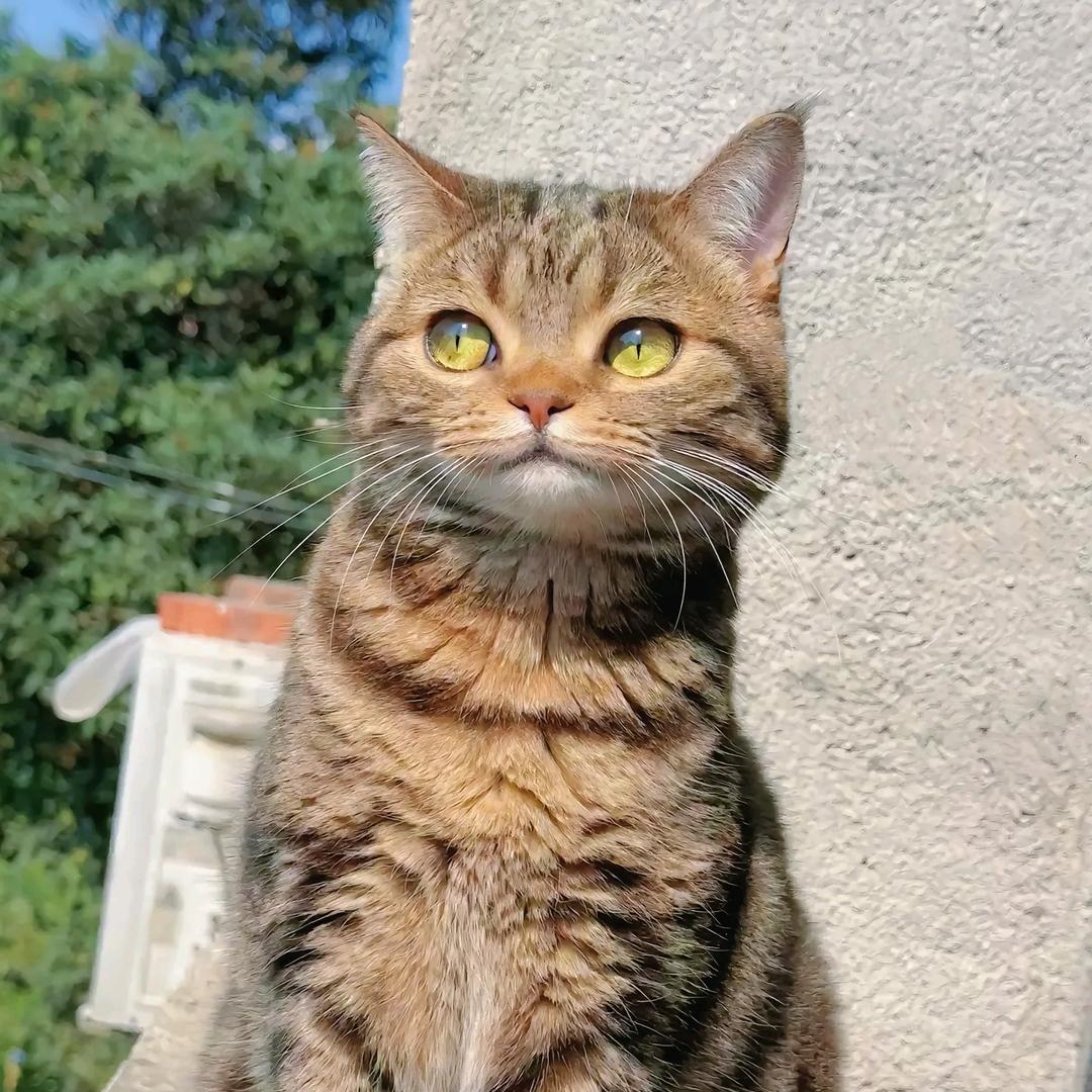 胖胖