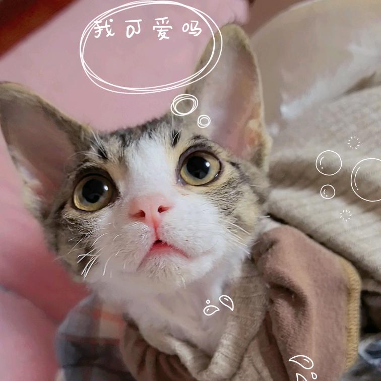 小牛牛🐮