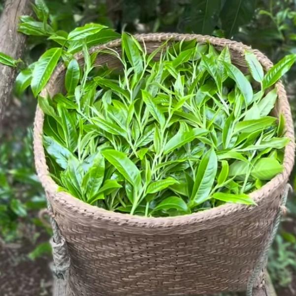 龙珠茶加工