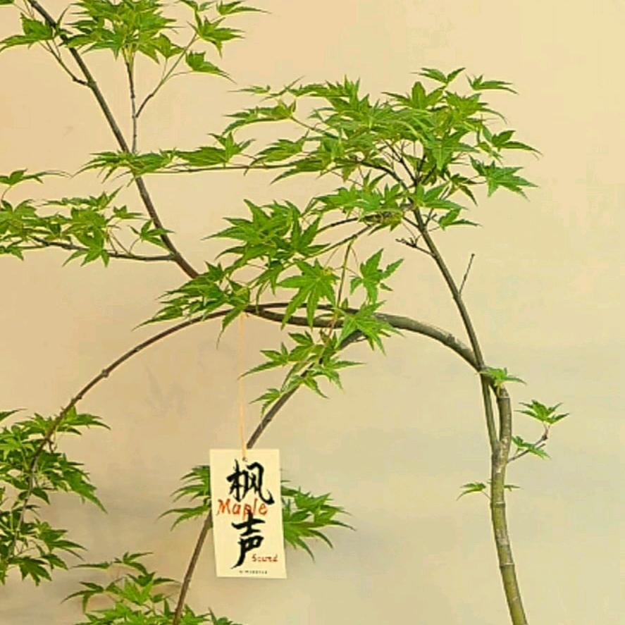 兮兮爱宠复原