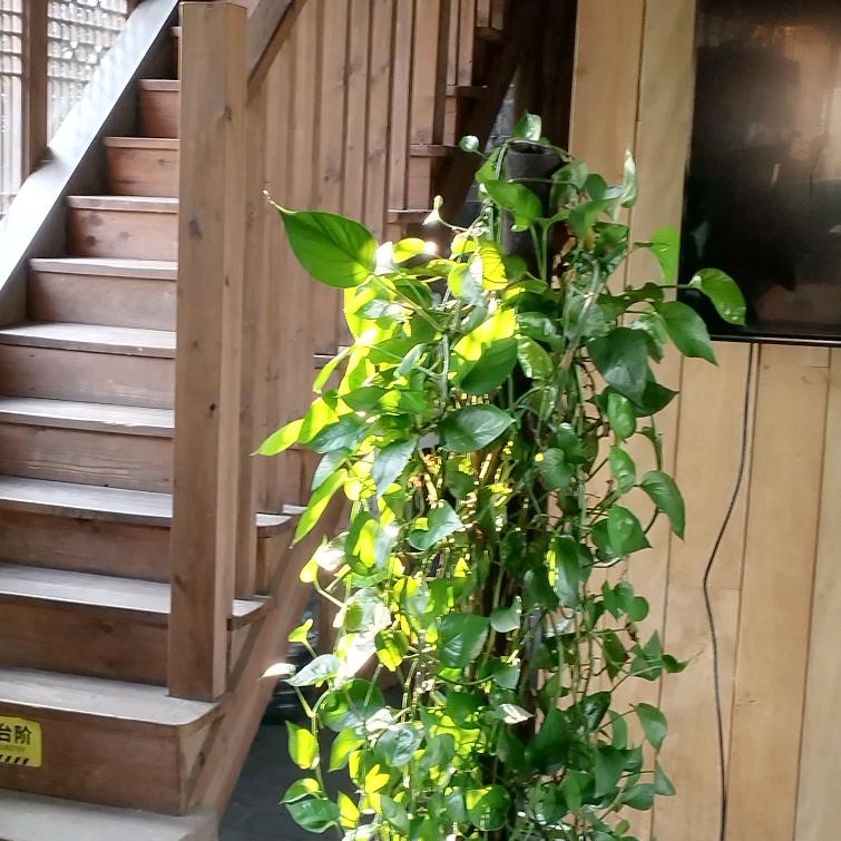 鸠梦