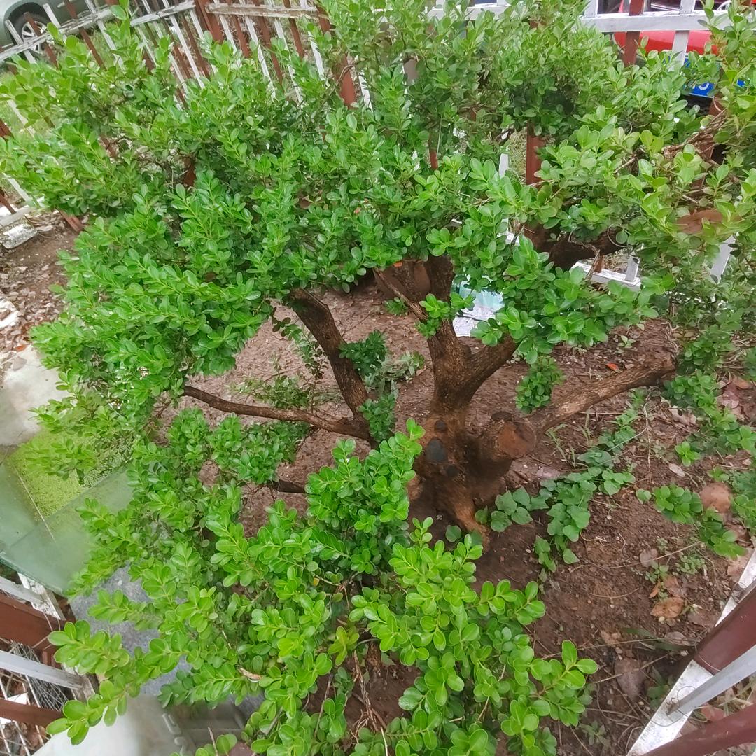 紫    哥