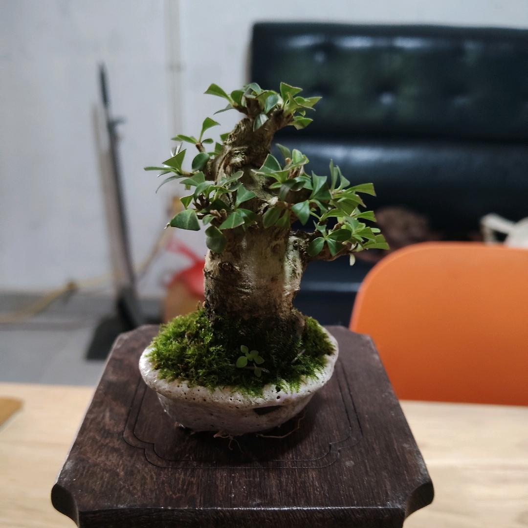草木深花房