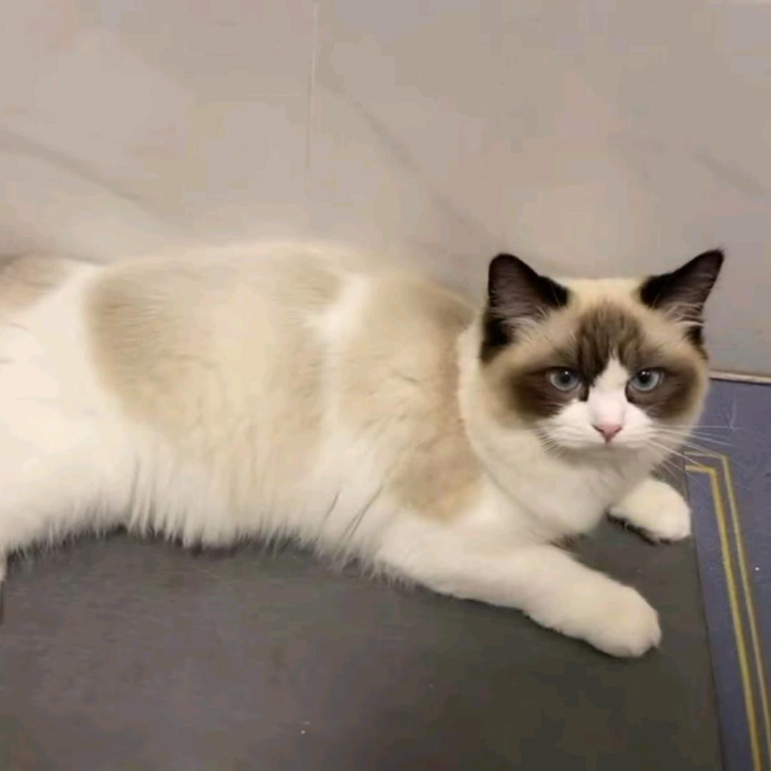 柠檬薄荷（木板改瓷砖）准备硬装