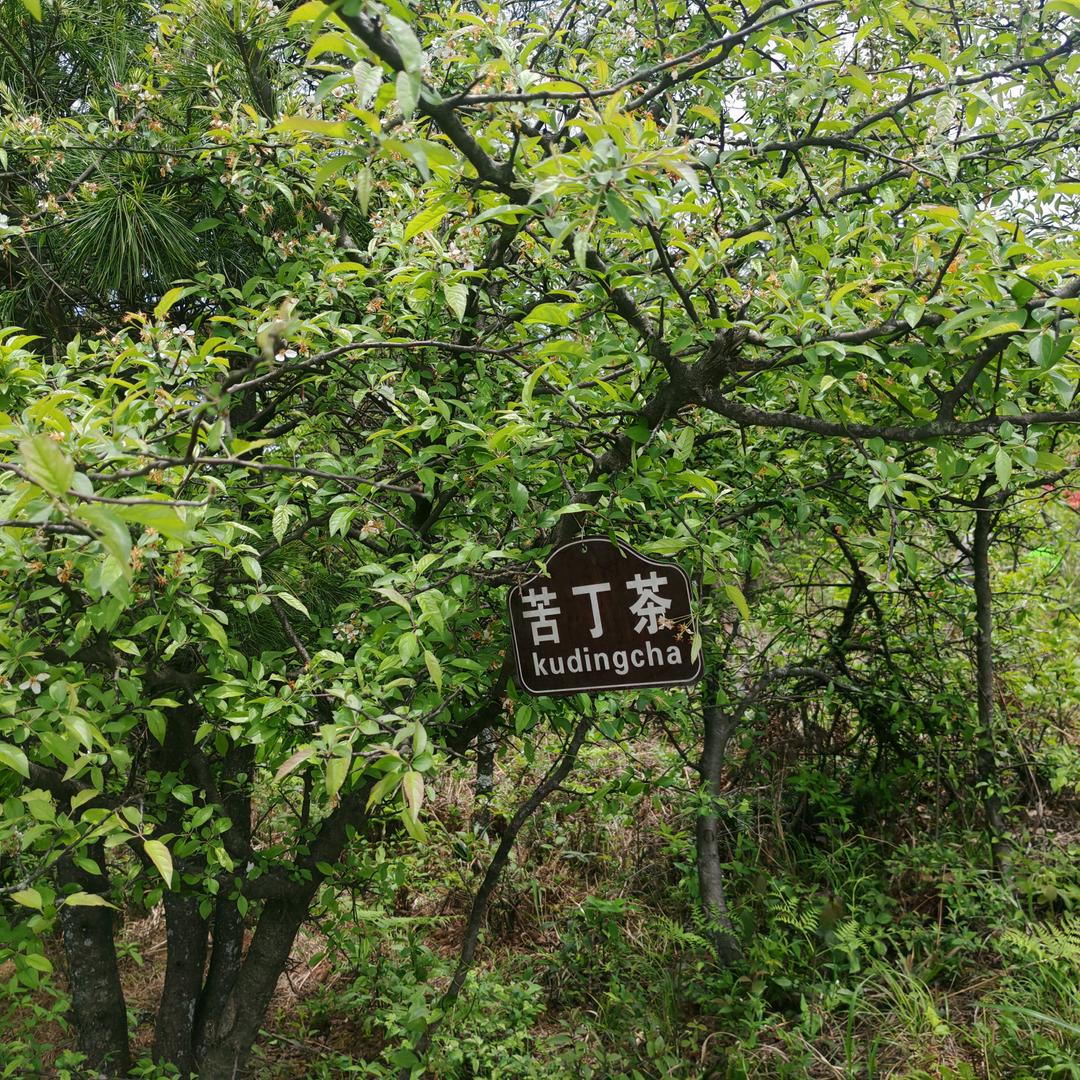 阳光女孩👧🏻