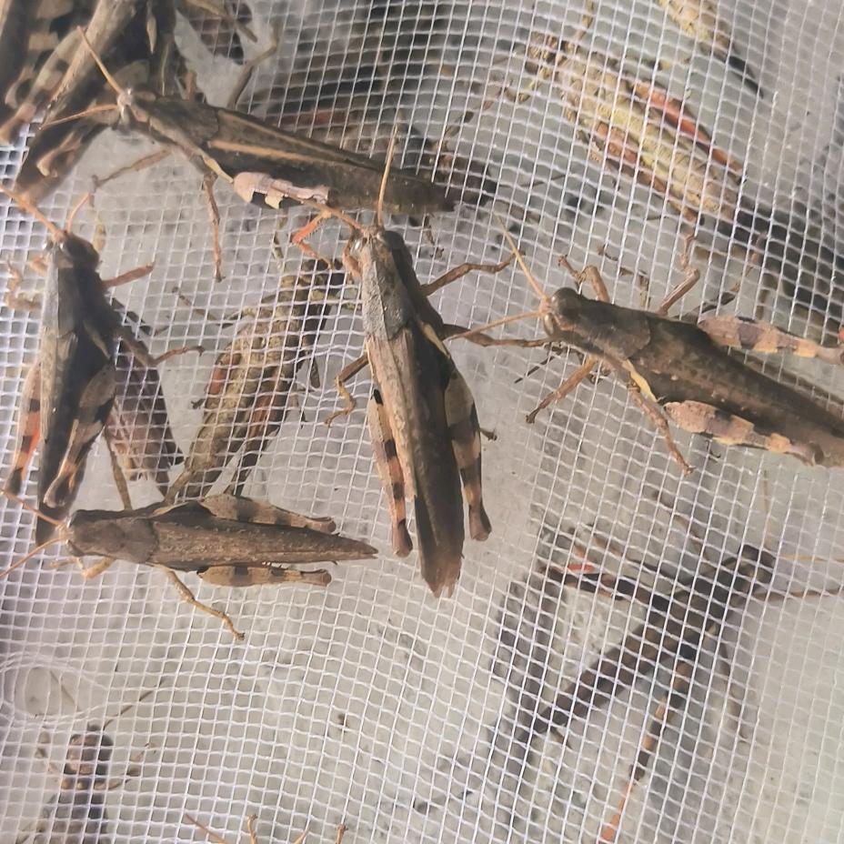 蚂蚱优品严选铺子