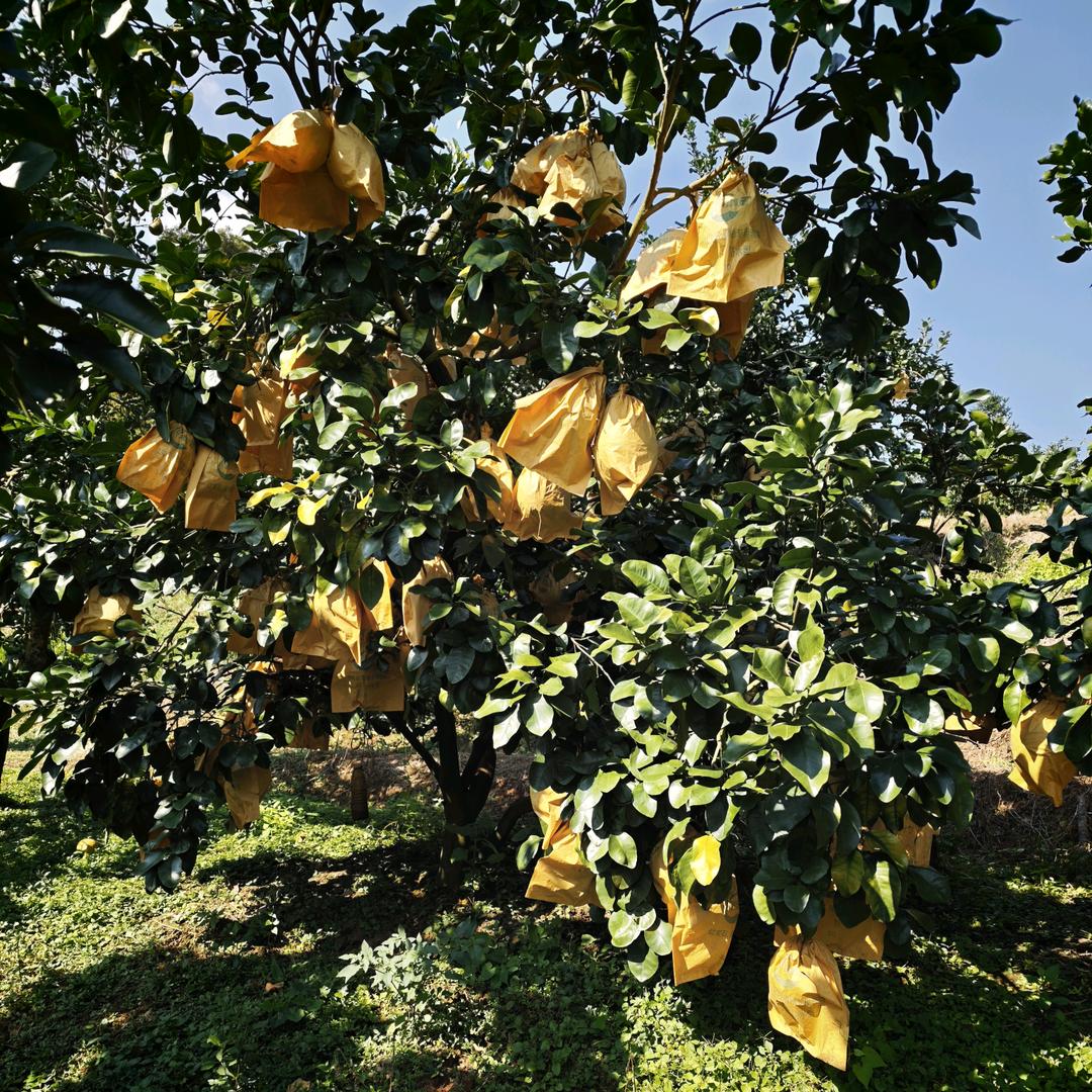 容县有情沙田柚